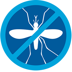insect